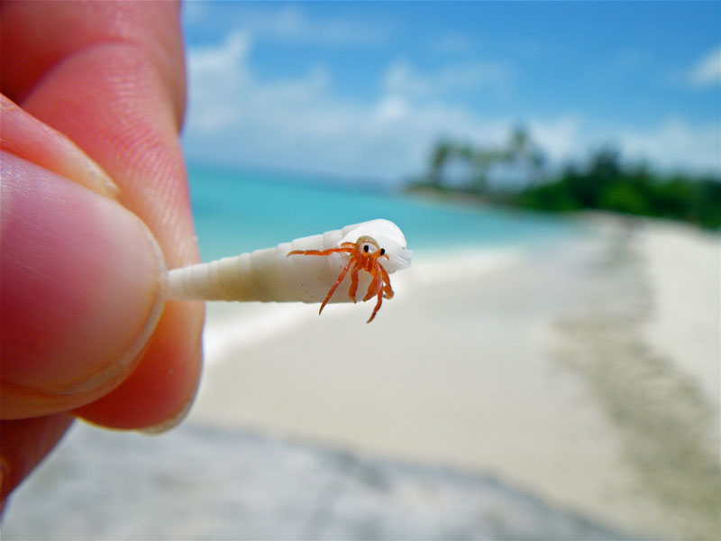 Picture of the Day: A Tiny Hermit Crab Close-up