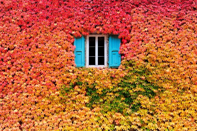 Picture of the Day: A Wall of Fall