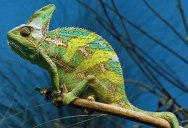 10 Things You Didn’t Know About Chameleons