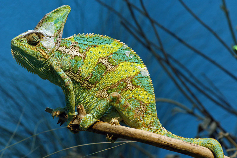 10 Things You Didn't Know About Chameleons
