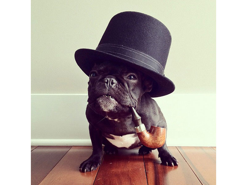 The Most Adorable French Bulldog on Instagram