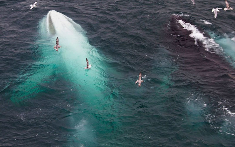 Picture of the Day: The White Whale