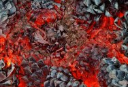 Picture of the Day: Pine Cones Burning in a Fire