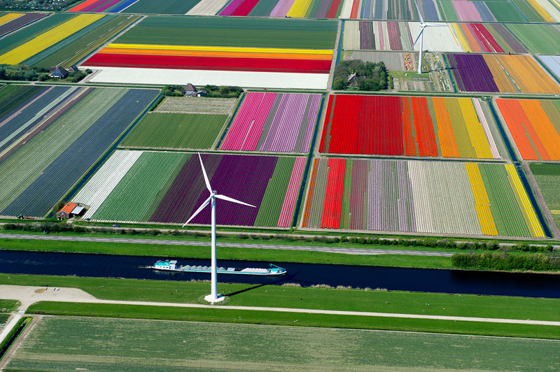An Aerial Tour of Tulip Fields in the Netherlands