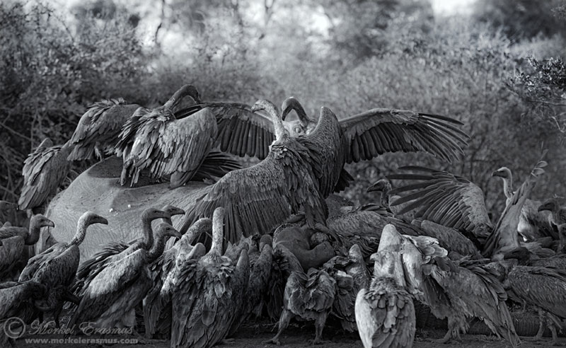 Picture of the Day: Feasting Vultures