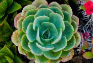 Picture of the Day: Echeveria elegans