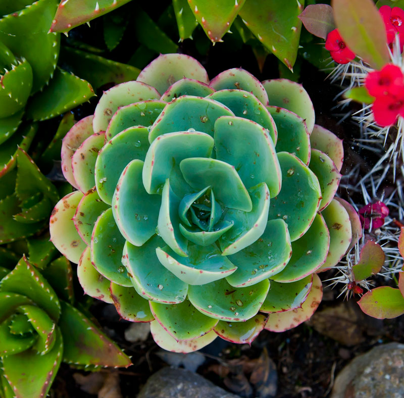 Picture of the Day: Echeveria elegans