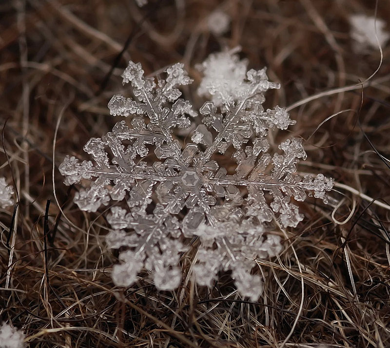 Macro Photos of Individual Snowflakes