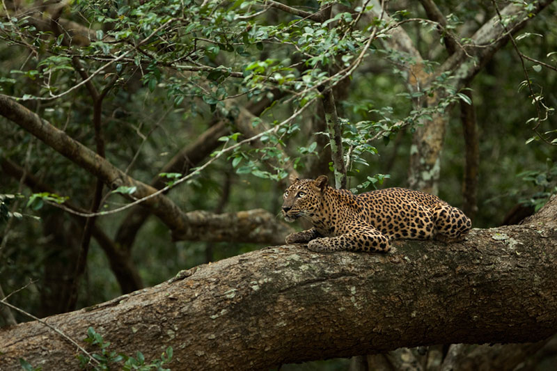 Picture of the Day: The Sri Lankan Leopard