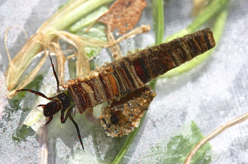 The Ornate Protective Cases of Caddisfly Larvae » TwistedSifter
