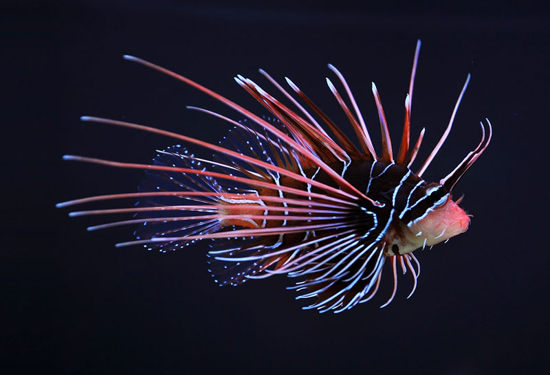 Picture of the Day: The Clearfin Lionfish