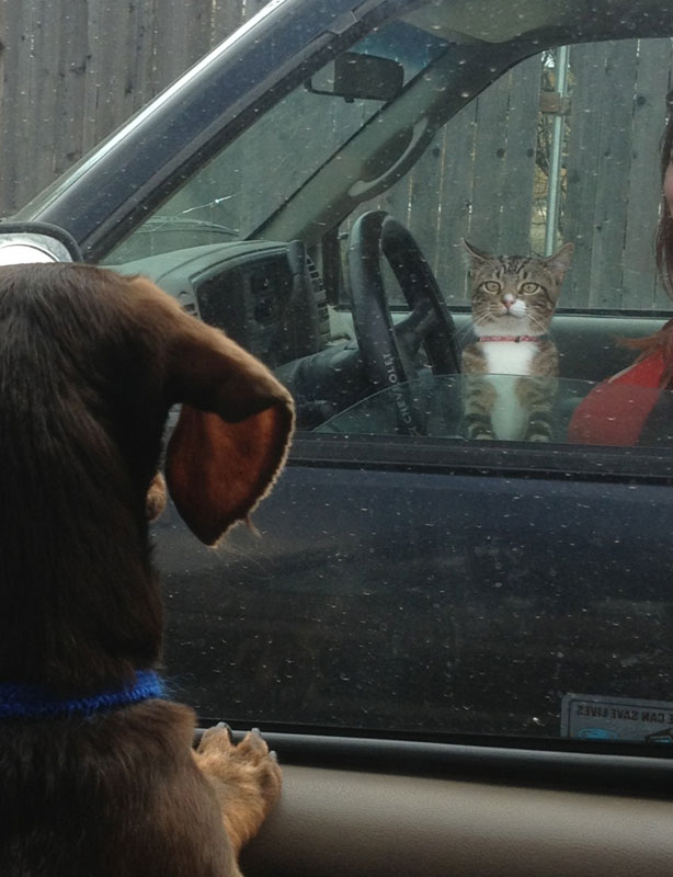 The Shirk Report - Volume 206