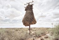The Giant Communal Bird Nests of Sociable Weavers
