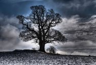 Picture of the Day: Winter Tree