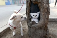 Painter Turns Tree Holes into Works of Art