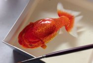3D Portraits of Undersea Creatures Painted onto Layers of Resin