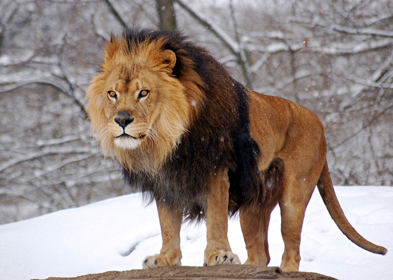 Picture of the Day: Panthera Leo