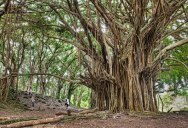 Picture of the Day: The Ancient Banyan Tree