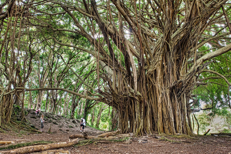 Picture of the Day: The Ancient Banyan Tree