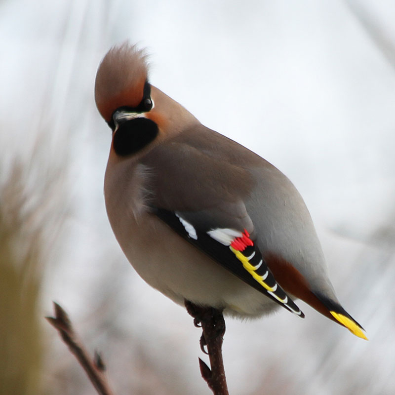 12 Beautiful Photos of Waxwing Birds