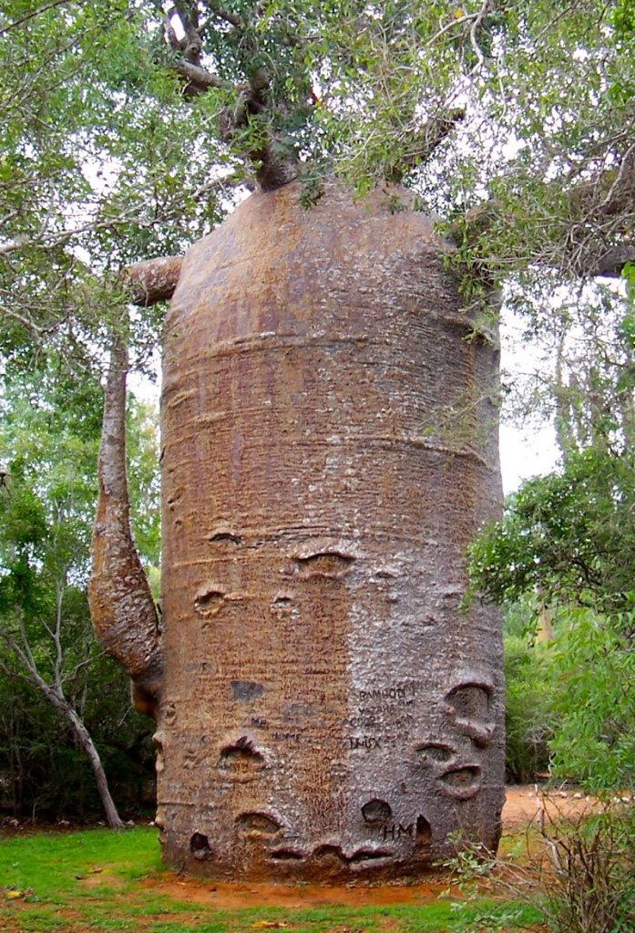 Picture of the Day: Thousand Year Old Baobab