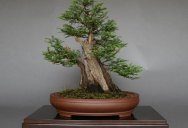 Bonsai Versions of the World’s Tallest Tree