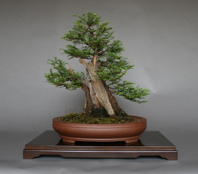Bonsai Versions of the World's Tallest Tree