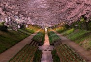 Picture of the Day: Yokohama Cherry Blossoms in Bloom