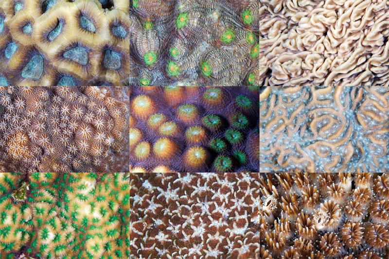 The Textured Patterns of Corals