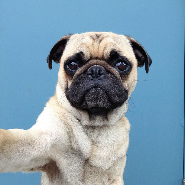 This is Norm, the Most Adorable Pug on Instagram