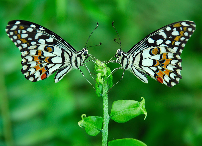 Picture of the Day: The Butterfly Effect
