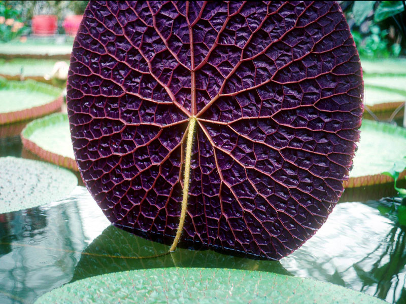 Picture of the Day: The Giant Amazon Water Lily