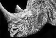 Detailed Animal Drawings Using Only Ink