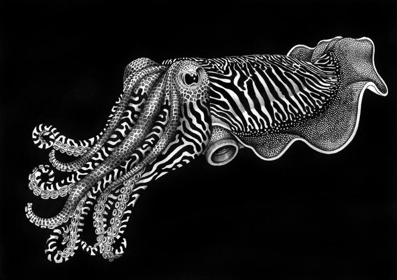 Detailed Animal Drawings Using Only Ink » TwistedSifter