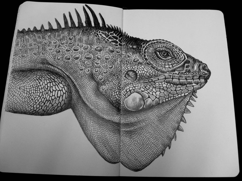 Detailed Animal Drawings Using Only Ink » TwistedSifter