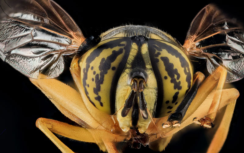 The 40 Most Detailed Close-Ups of Arthropods You Will See Today