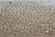 Volunteers Etch 9000 Figures onto Normandy Beach in D-Day Memorial