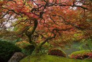 Picture of the Day: Portland’s Famous Japanese Maple