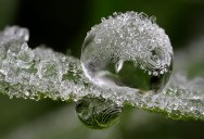 Picture of the Day: Frozen Dew Drops