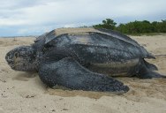 Picture of the Day: The Mighty Leatherback