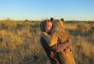 My Close Encounter with Lions in Botswana