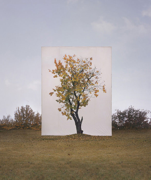Canvas Backdrops Turn Actual Trees Into 2D Artworks