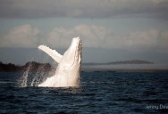 Picture of the Day: An Albino Humpback Whale