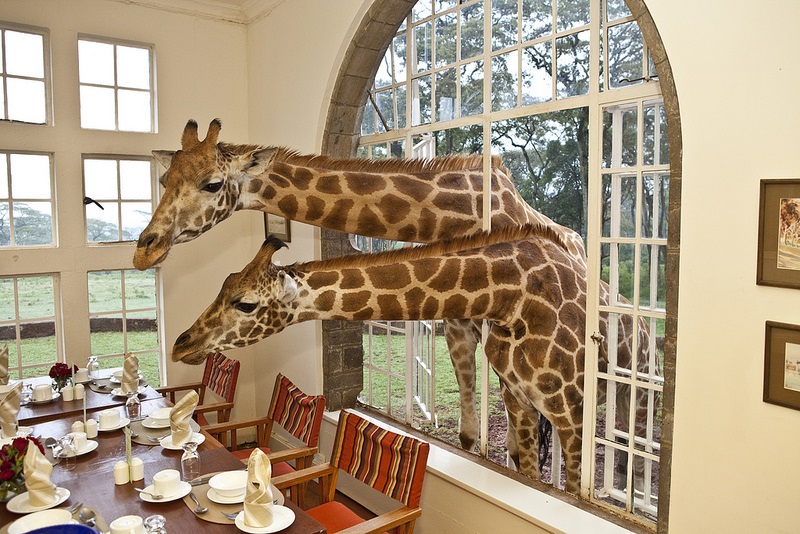 Eating Breakfast with Giraffes in Kenya