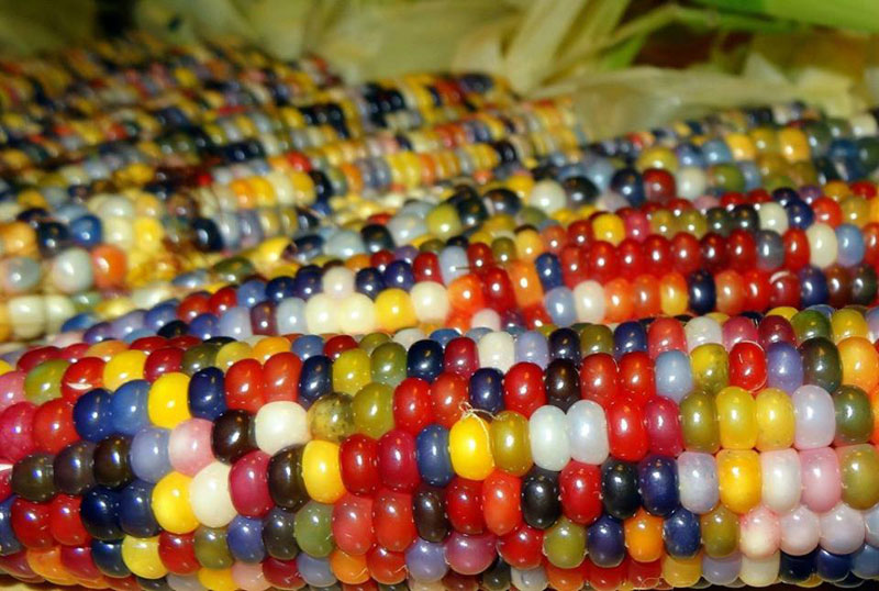 This is Glass Gem Corn. It's Real and Looks Amazing