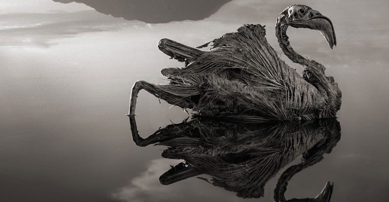 ‘Medusa’ Lake Turns Animals to Stone