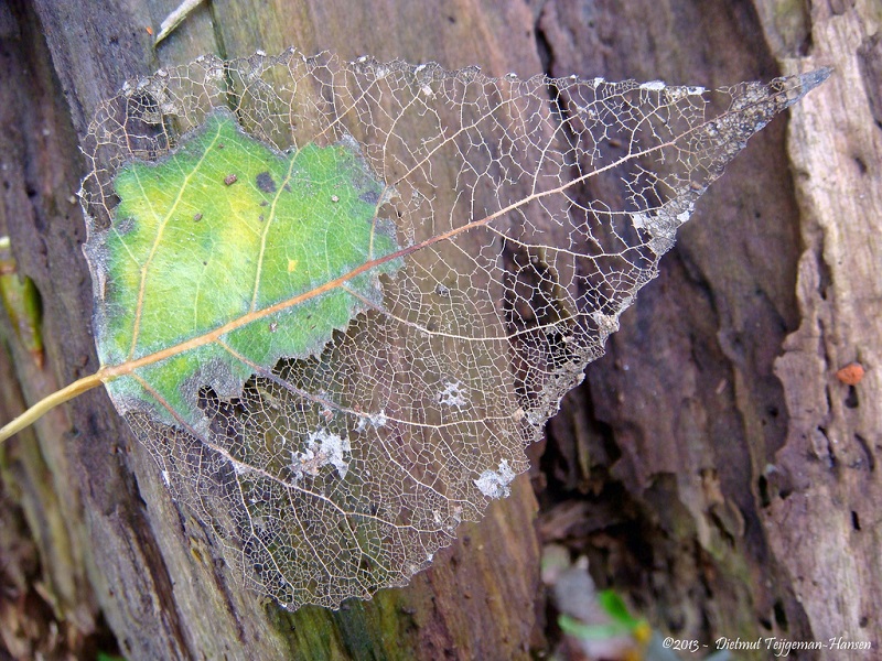 Picture of the Day: The Skeleton Leaf