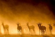 Picture of the Day: Antelopes in the Mist