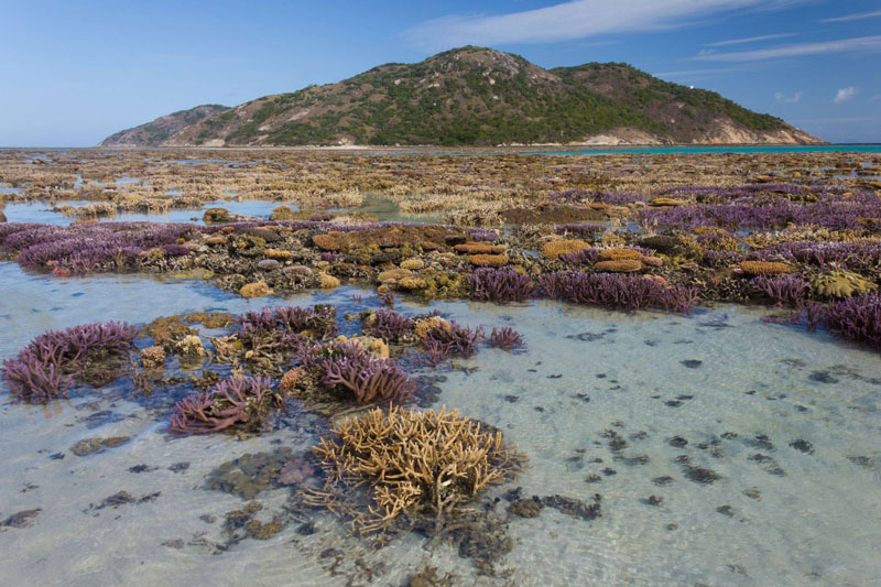 Picture of the Day: Coral Garden at Low Tide