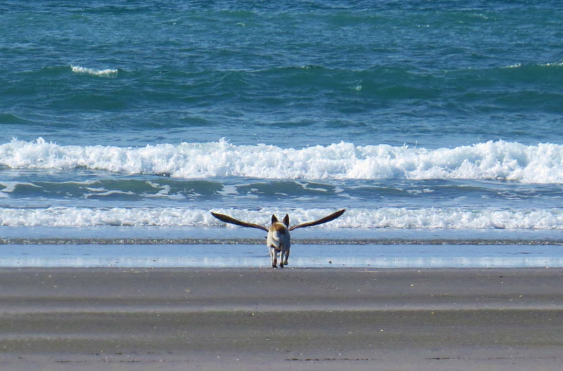 Picture of the Day: Perfectly Timed Dogbird
